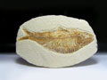 魚の化石（Diplomystus sp.：米国産）