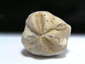 ウニの化石（モロッコ産）